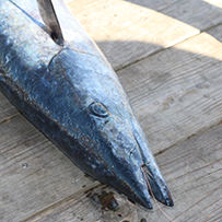 2024 Ducks Unlimited Band the Billfish Tournament