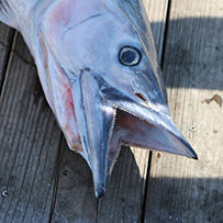2024 Ducks Unlimited Band the Billfish Tournament