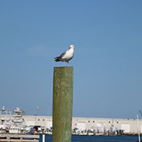 2025 Ducks Unlimited Band the Billfish Tournament