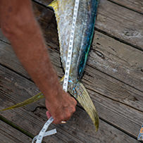 2026 Ducks Unlimited Band the Billfish Tournament